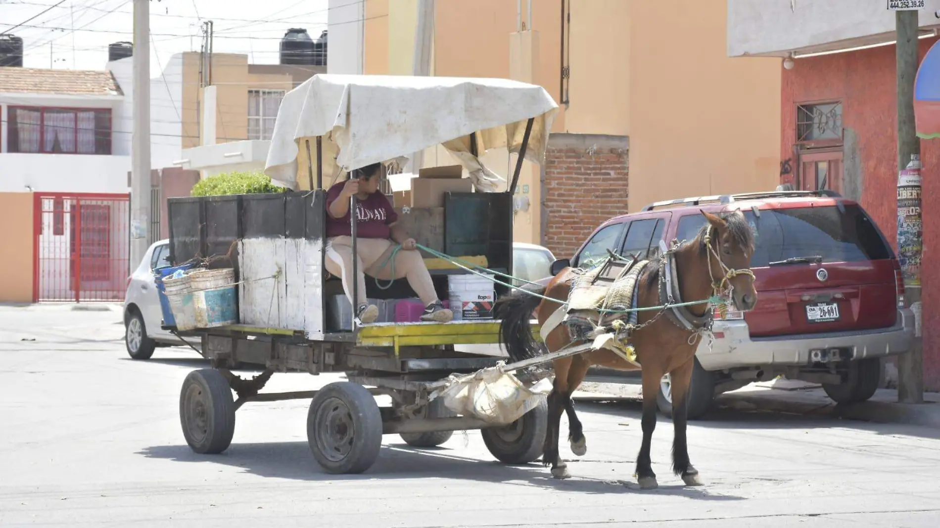 animales para la recolección de basura  1